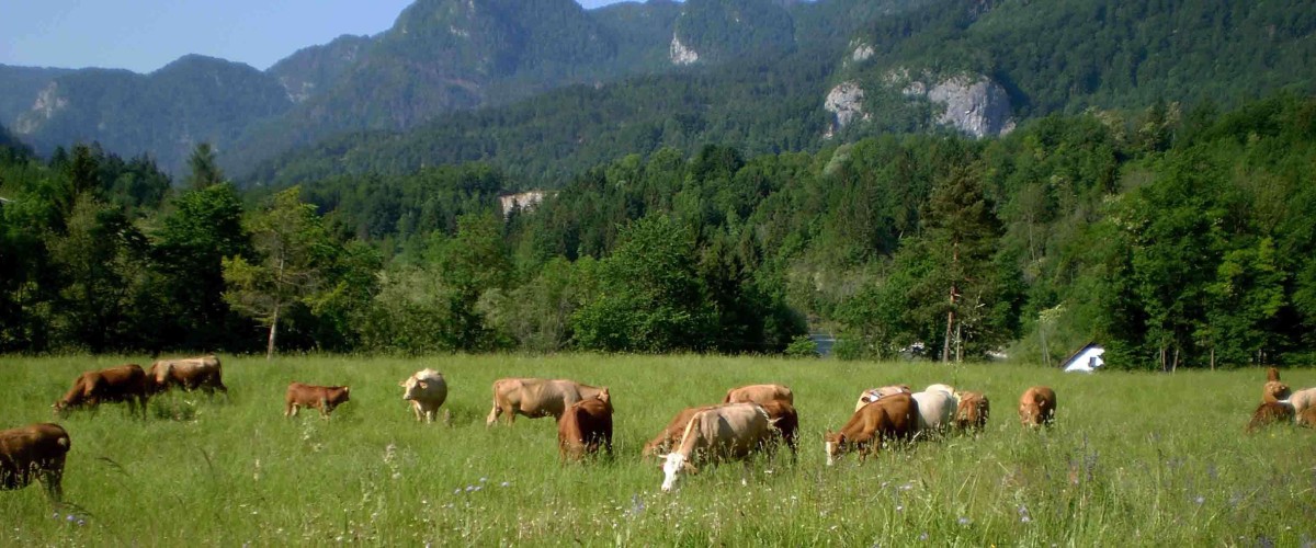 naslovnica_PAŠNIK.jpg